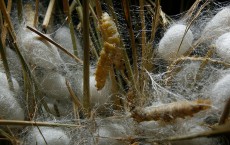 Farmers Produce Silk In China