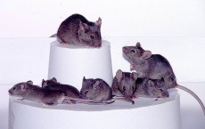 Mice create ultrasonic sounds, inaudible to human ears, to court their mate and announce territory.