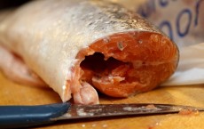 Salmon