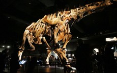 Museum Of Natural History Holds Media Preview Of New 122-Foot Dinosaur Exhibit