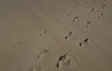 Human Footprints