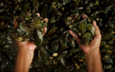 Jakarta's Mussel Farmers Struggle To Cope With Rising Pollution Levels