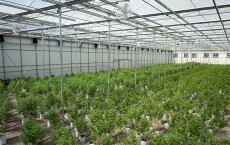 Marijuana Grow Near Albany For State's Legal Medical Marijuana Dispensaries