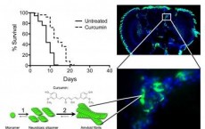 Curcumin Treatment of Alzheimer Flies