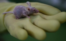 Newborn mouse