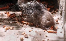 Animals Live In Squalor At Kabul Zoo