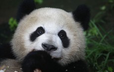 Giant Panda