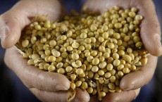 Farmers Decide Yea Or Nay On Genetically Modified Crops