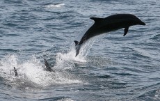 Dolphins, birds' blood samples now contain chemicals that are found in non stick cookware and pesticides.