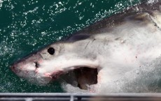 Cage Diving With Great White Sharks In South Africa 