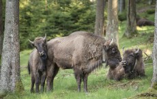 European Bison Project Seeks A Return To The Wild 