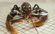 Scientists Release Lobsters To Repopulate Former Habitat 