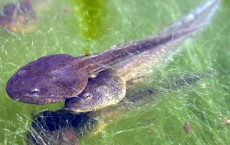 Tadpoles