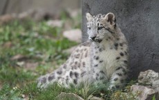 Snow Leopard Cubs Make Their Public Debut At Chicago's Brookfield Zoo 