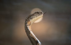 Increase in Snake Bite