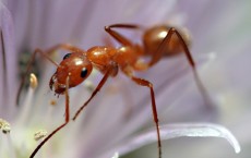 Ant