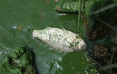 Blue-green Algae Blooms At Dianchi Lake In Kunming