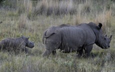 Poachers Slaughter Pregnant Rhino At Nairobi National Park