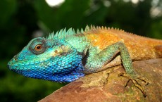 A new colorful lizard species has been discovered by a team of Russian and German scientists in Southern Vietnam.