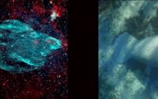 Old Supernova Remnant Similar to Florida Manatee 