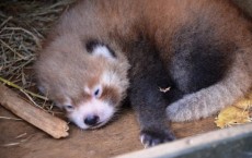 Rare Red Panda Born at Auckland Zoo