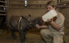 Rhino Calf at San Diego Zoo Safari Gets Bottle Service