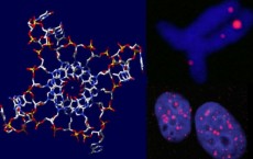 Quadruple Helix DNA