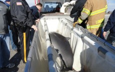 Pygmy Sperm Whale Euthanized After Washing Ashore in South NJ