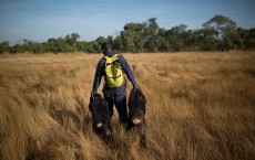 Rehabilitating Chimpanzees - A Labour Of Love