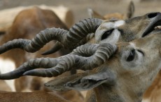 Stray Dogs Kills 31 endangered Blackbucks in India