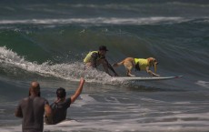 Hounds Hang Ten At Annual Dog Surfing Competition