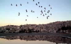 Pigeons Fly Over Amman 