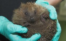 Scottish SPCA Rescued Hedgehogs Due to Cold Snaps