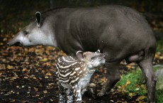 Large Numbers of Tapirs Found in Madidi-Tambopata Landscape 