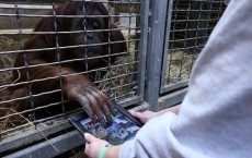 Orangutans With iPads