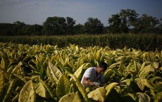 Tobacco Harvesting Underway In Kentucky