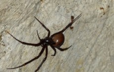 Rare Spiders Discovered at the 150 Year Old London Cemetery