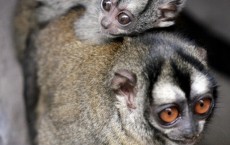 Faithful Owl Monkeys with Single Partner Have More Babies