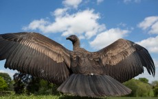 Conservation Work Is Carried Out At The International Centre For Birds Of Prey