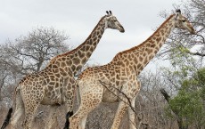 Giraffes 