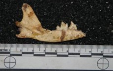 Unrecorded Fox Fossil Discovered at Malapa Site