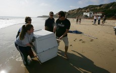 California Algae Bloom Kills And Sickens Hundreds Of Animals