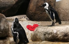 Valentine's Day Celebrated At California Of Sciences