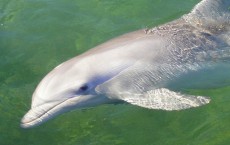 Dolphin