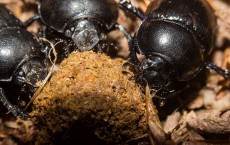 Dung beetle