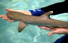 White-Tipped Sharks Born At Steinhart Aquarium 