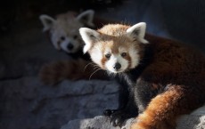 Chewbacca Chosen For Daisy At Denver Zoo