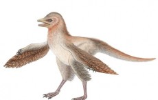 Fossil of Feathered Dinosaur Challenges the Theory of Evolution of Flight