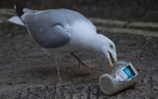 Seagull Attacks Being Reported From Coastal Towns This Summer