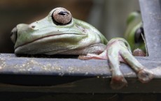 Farm Pesticides Pose Threat to Frog Population